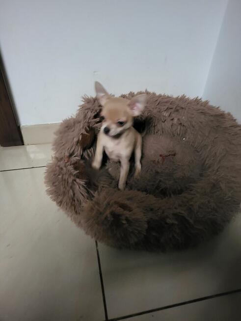 Sprzedam chihuahua