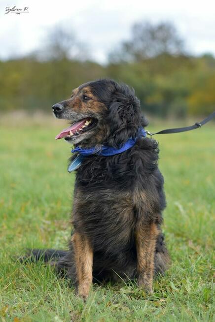 Fluid - energiczny i wiecznie uśmiechnięty kudłacz