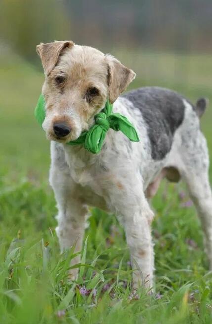 Electro - w typie Foksterier; lubi spacery i głaskanie