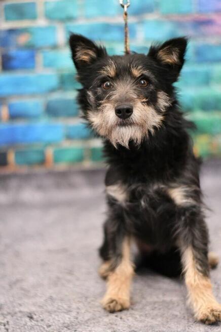 Zjawiskowa Fufu szuka rodzinki do pokochania!