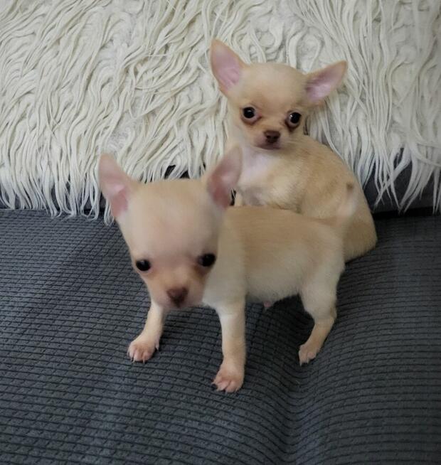 Sprzedam chihuahua