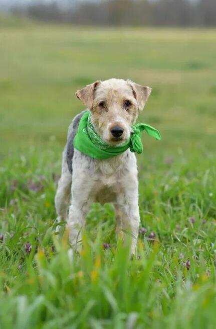 Electro - w typie Foksterier; lubi spacery i głaskanie