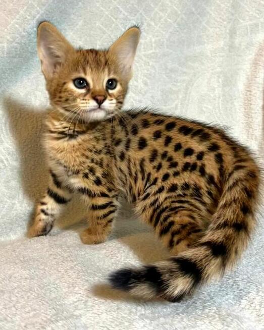 Dostępne kocięta Savannah F1 i F2 wasap+49 15510 573843