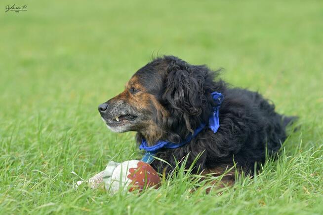 Fluid - energiczny i wiecznie uśmiechnięty kudłacz