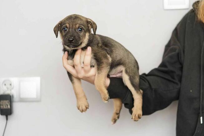 szczeniak szuka domu schronisko Zgierz -aktualne