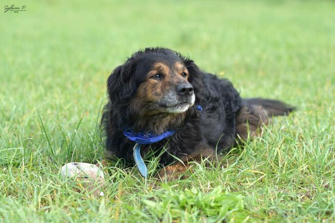 Fluid - energiczny i wiecznie uśmiechnięty kudłacz