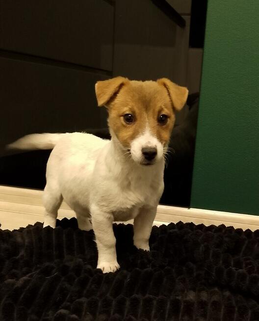 Jack Russell Terrier suczka