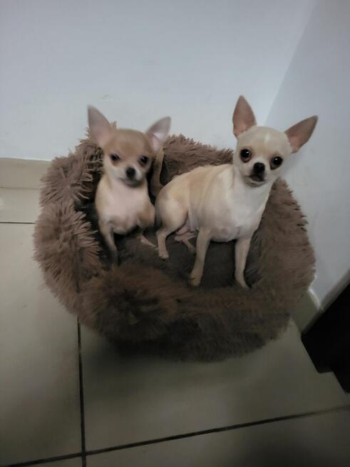 Sprzedam chihuahua