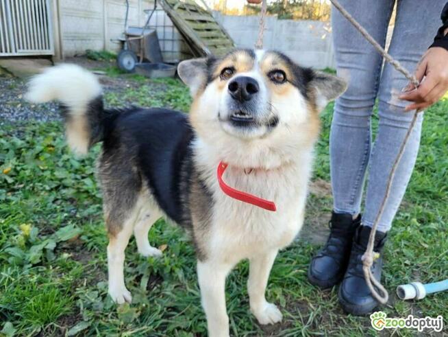 FRODO - uroczy, pozytywny psiak szuka domu