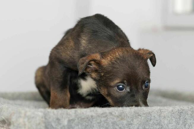szczeniak szuka domu schronisko Zgierz-aktualne