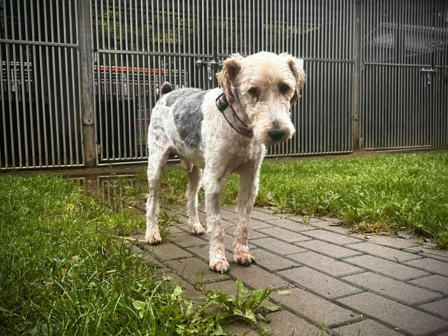 Electro - w typie Foksterier; lubi spacery i głaskanie