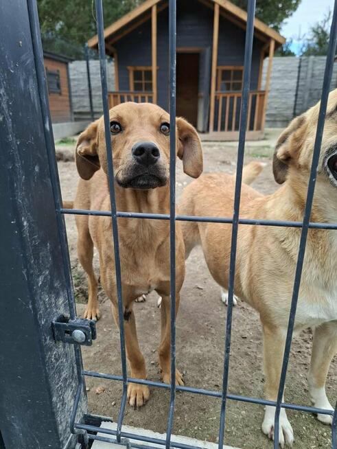 Młodziak porzucony z rodziną szuka pilnie wspaniałego domu