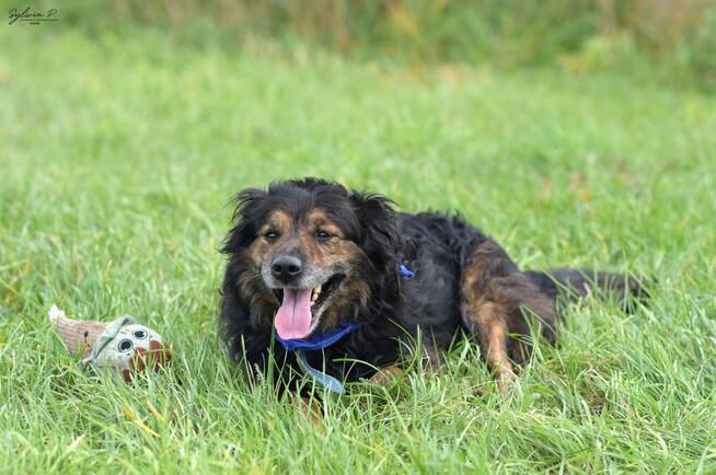 Fluid - energiczny i wiecznie uśmiechnięty kudłacz