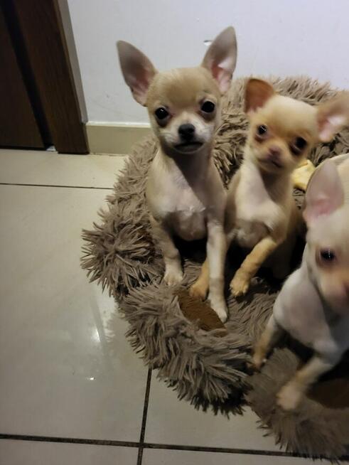 Sprzedam chihuahua