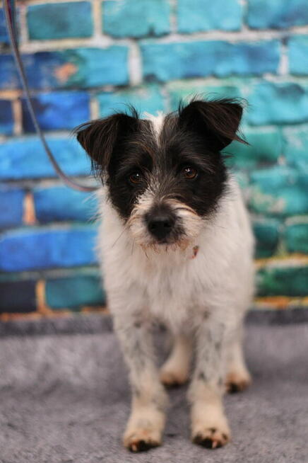 Uroczy Majlo szuka kochającego domku!