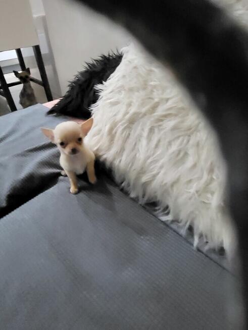 Sprzedam chihuahua