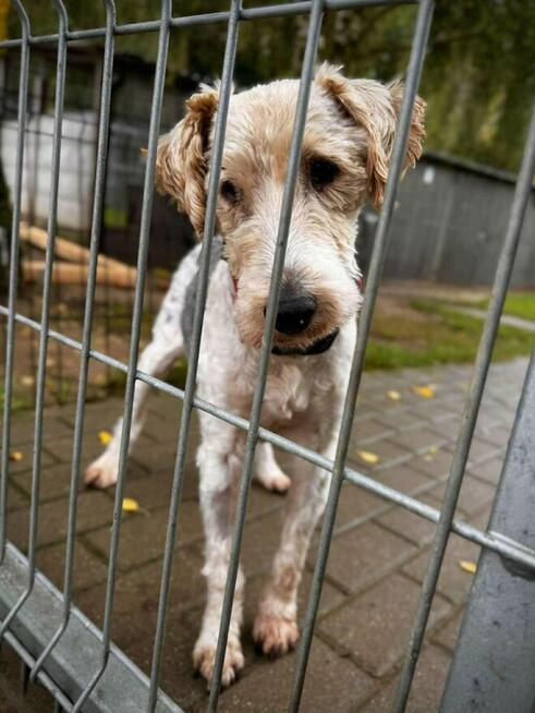 Electro - w typie Foksterier; lubi spacery i głaskanie