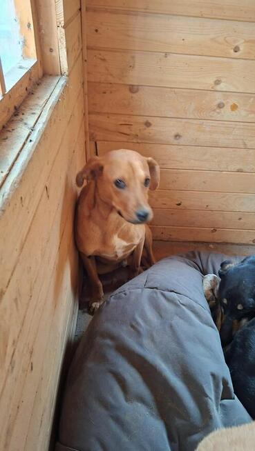 Leoś śliczny młodziak marzy o domku gdzie zazna szczęścia