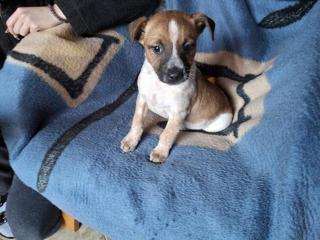 Szczeniak RUMCAJS czeka na dom