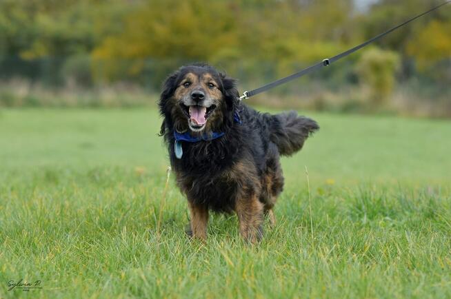 Fluid - energiczny i wiecznie uśmiechnięty kudłacz