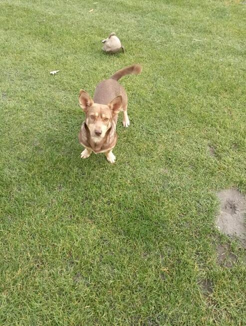 Uroczy Lucek szuka super domku!