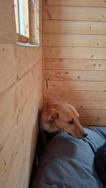 Leoś śliczny młodziak marzy o domku gdzie zazna szczęścia