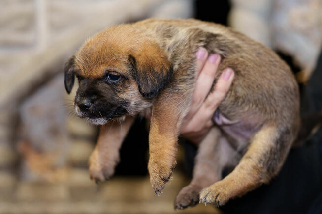 Szczeniak chłopczyk szuka domu -schronisko Zgierz -aktualne