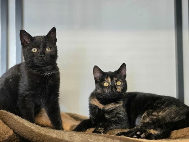 Pinki i Kubuś szukają wspólnego domku!