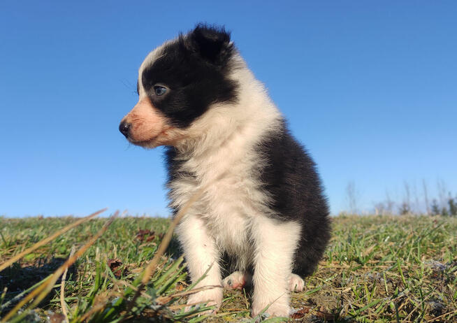 Piękna Rasowa Suczka Border Collie, szczenię z pełną dok.