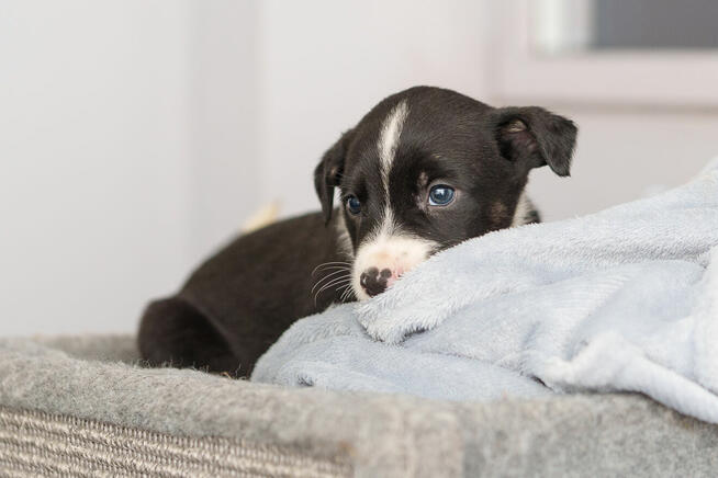 szczeniak chłopiec szuka domu -schronisko Zgierz -aktualne