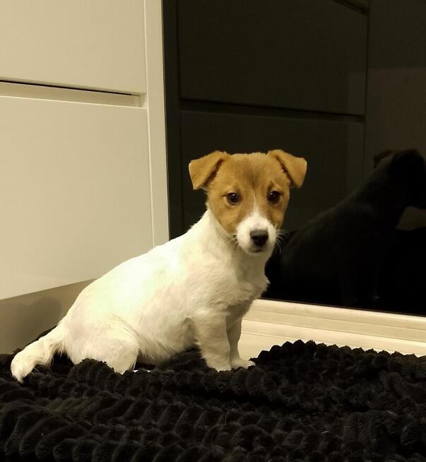 Jack Russell Terrier suczka