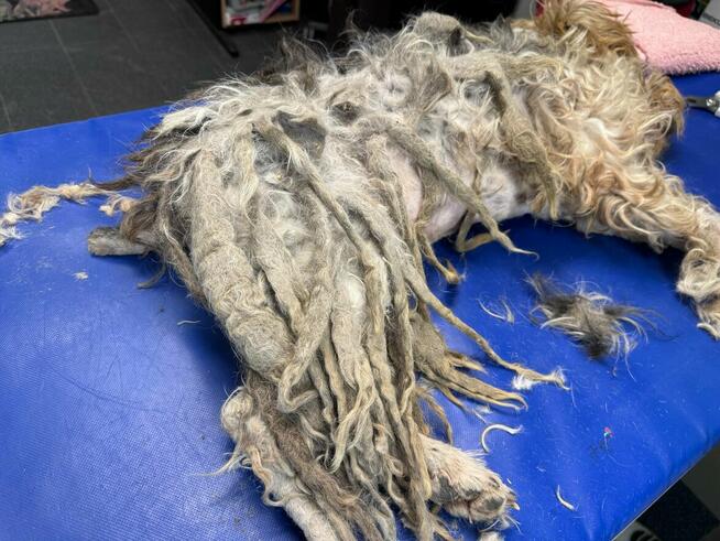 Electro - w typie Foksterier; lubi spacery i głaskanie