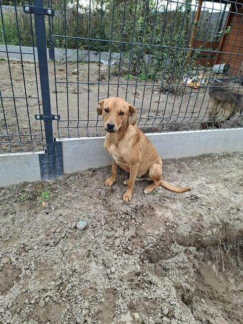 Leoś śliczny młodziak marzy o domku gdzie zazna szczęścia