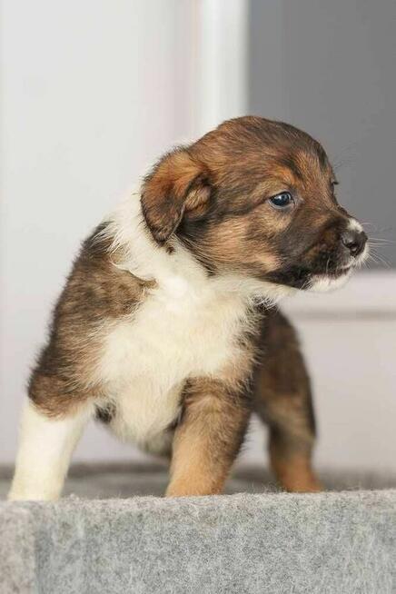 szczeniak schronisko Zgierz aktualne