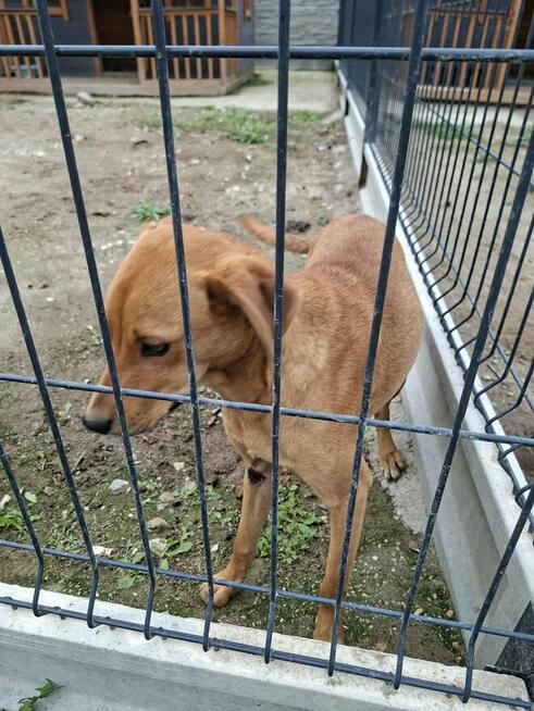 Młodziak porzucony z rodziną szuka pilnie wspaniałego domu