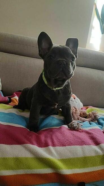 Buldog francuski BLUE niebieski szczeniak suczka pies piesek