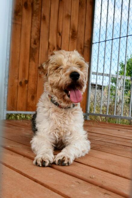 Electro - w typie Foksterier; lubi spacery i głaskanie