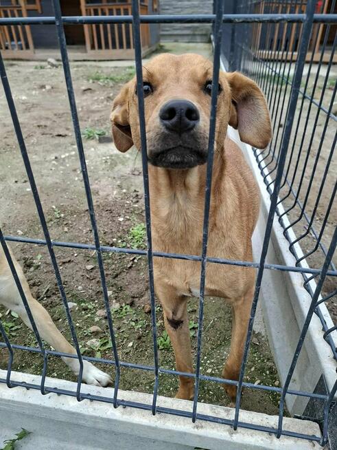 Młodziak porzucony z rodziną szuka pilnie wspaniałego domu