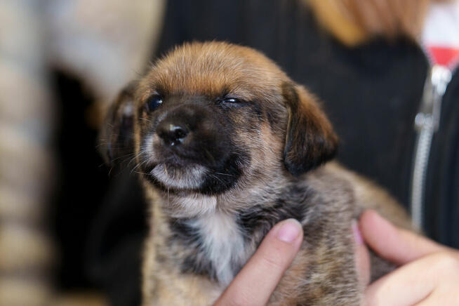 Szczeniak chłopczyk szuka domu -schronisko Zgierz -aktualne