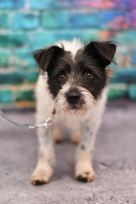 Uroczy Majlo szuka kochającego domku!