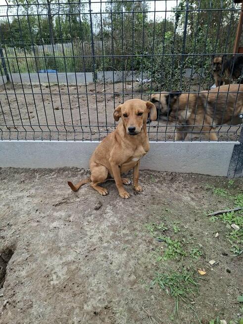 Młodziak porzucony z rodziną szuka pilnie wspaniałego domu