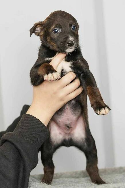 szczeniak szuka domu schronisko Zgierz-aktualne