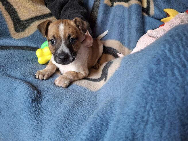 Szczeniak RUMCAJS czeka na dom