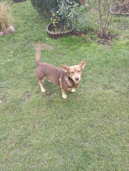 Uroczy Lucek szuka super domku!