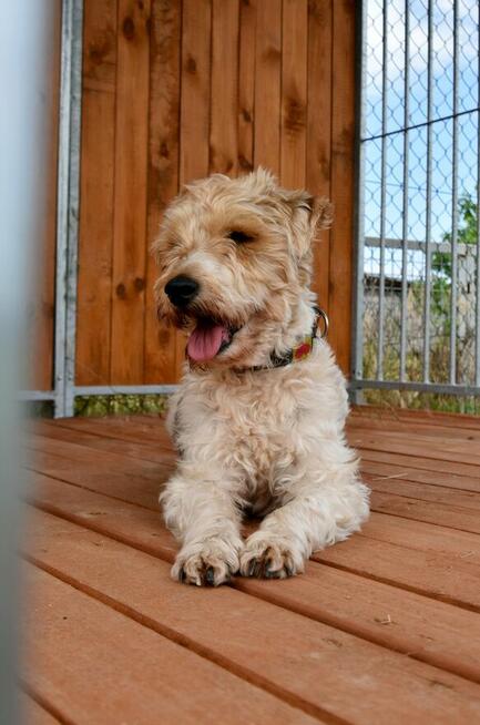 Electro - w typie Foksterier; lubi spacery i głaskanie