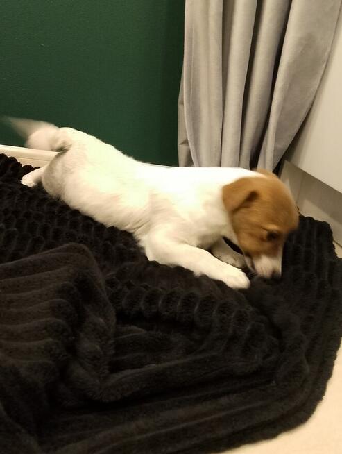 Jack Russell Terrier suczka