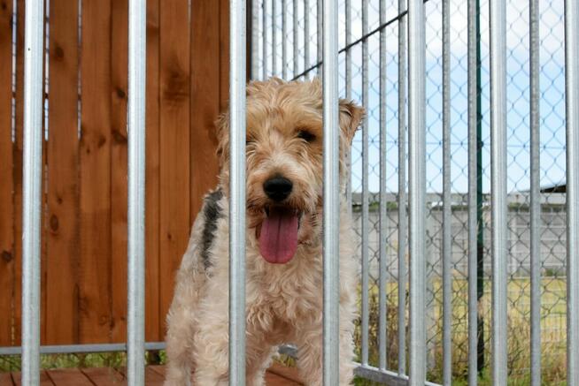 Electro - w typie Foksterier; lubi spacery i głaskanie