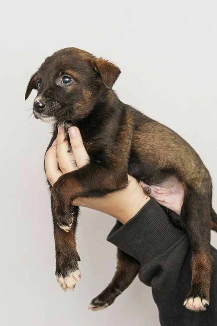 szczeniak szuka domu schronisko Zgierz-aktualne