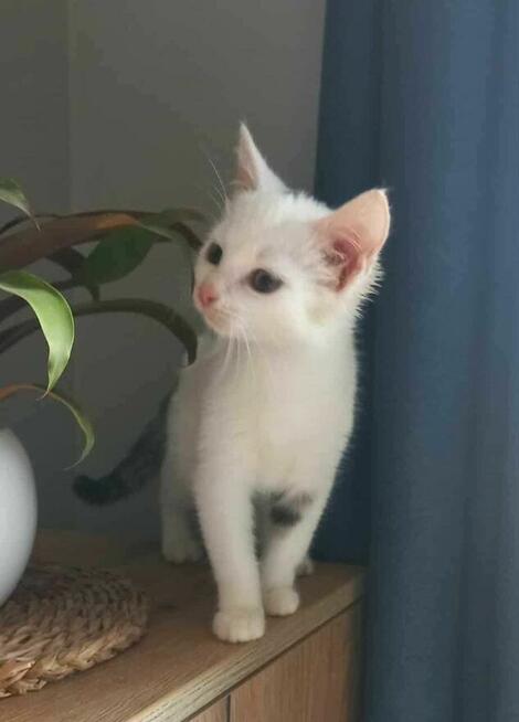 Do adopcji – kocie siostrzyczki: Nuka i Kukisia