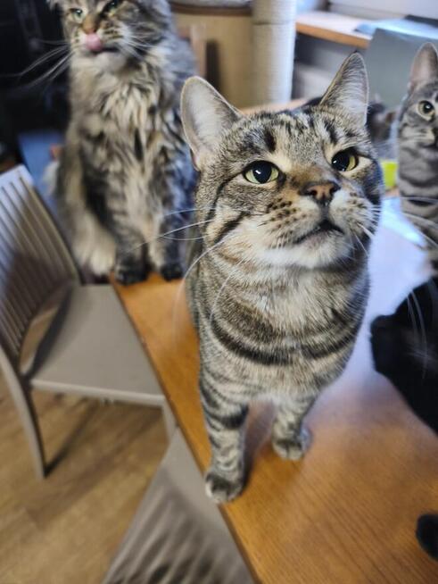 Przepiękna, srebrna Pola szuka domku.